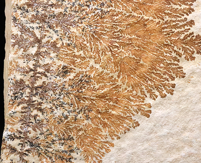 世界的化石のブランド産地として知られる、ドイツ・ゾルンホーフェン産デンドライト（Dendrite）（その4）