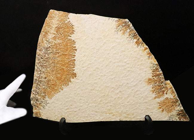 世界的化石のブランド産地として知られる、ドイツ・ゾルンホーフェン産デンドライト（Dendrite）（その5）