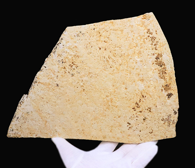 世界的化石のブランド産地として知られる、ドイツ・ゾルンホーフェン産デンドライト（Dendrite）（その7）