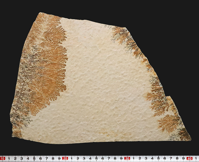 世界的化石のブランド産地として知られる、ドイツ・ゾルンホーフェン産デンドライト（Dendrite）（その9）