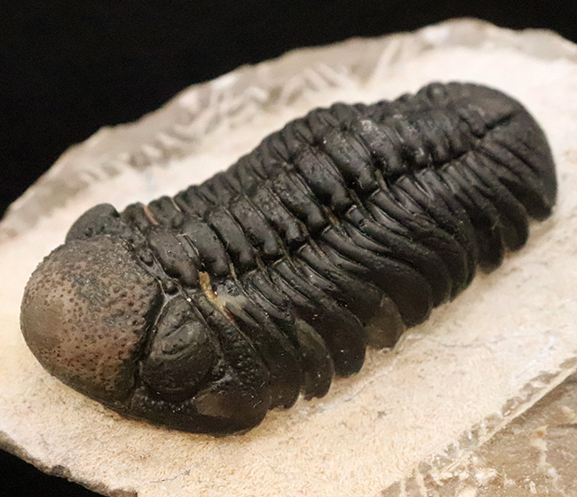 モロッコ産・高品質三葉虫シリーズ！複眼レンズまで完全保存された、ペディノパリオプス（Pedinopariops）の極上標本（その1）