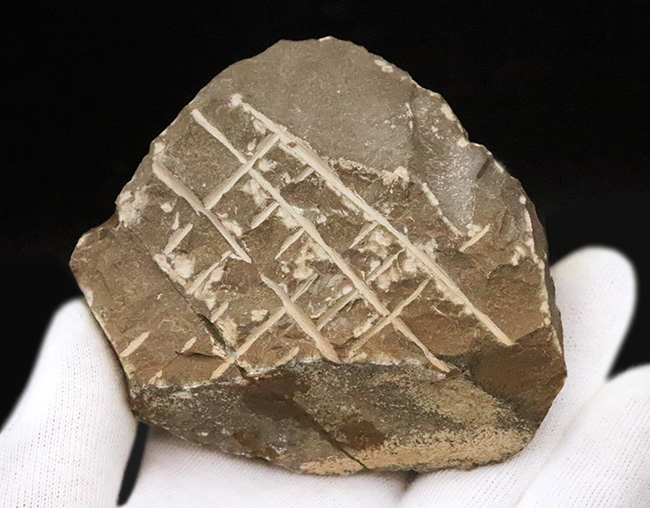 モロッコ産・高品質三葉虫シリーズ！複眼レンズまで完全保存された、ペディノパリオプス（Pedinopariops）の極上標本（その10）