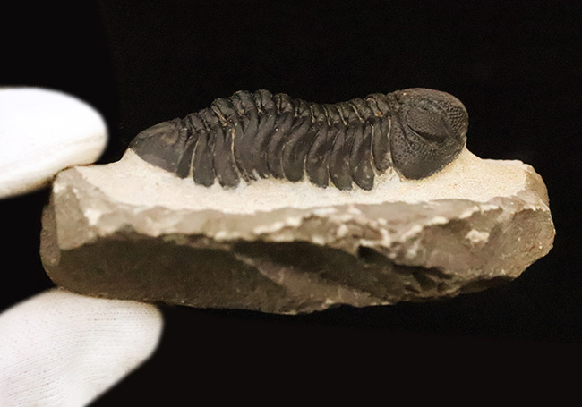 モロッコ産・高品質三葉虫シリーズ！複眼レンズまで完全保存された、ペディノパリオプス（Pedinopariops）の極上標本（その11）