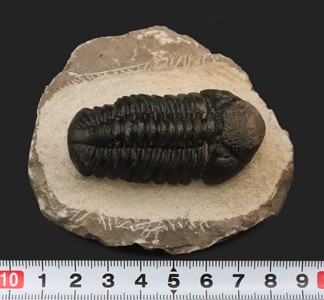 モロッコ産・高品質三葉虫シリーズ！複眼レンズまで完全保存された、ペディノパリオプス（Pedinopariops）の極上標本（その12）