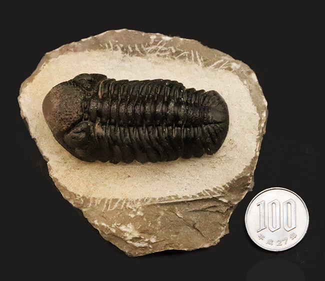 モロッコ産・高品質三葉虫シリーズ！複眼レンズまで完全保存された、ペディノパリオプス（Pedinopariops）の極上標本（その13）