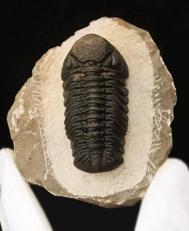 モロッコ産・高品質三葉虫シリーズ！複眼レンズまで完全保存された、ペディノパリオプス（Pedinopariops）の極上標本（その2）