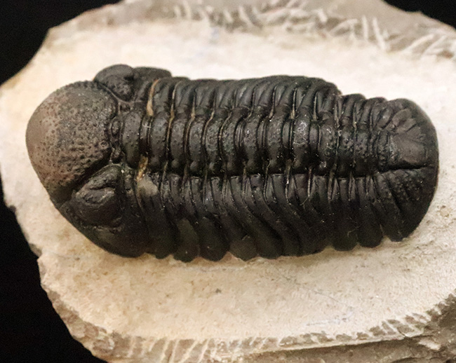 モロッコ産・高品質三葉虫シリーズ！複眼レンズまで完全保存された、ペディノパリオプス（Pedinopariops）の極上標本（その3）