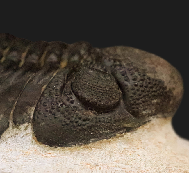 モロッコ産・高品質三葉虫シリーズ！複眼レンズまで完全保存された、ペディノパリオプス（Pedinopariops）の極上標本（その4）