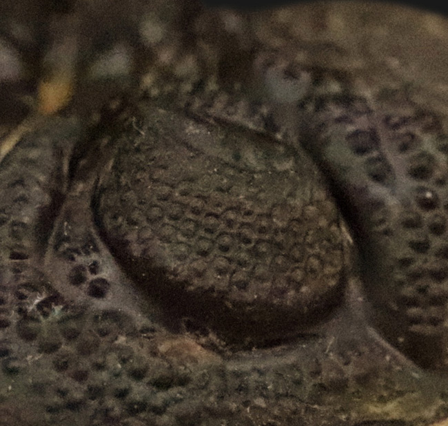 モロッコ産・高品質三葉虫シリーズ！複眼レンズまで完全保存された、ペディノパリオプス（Pedinopariops）の極上標本（その5）