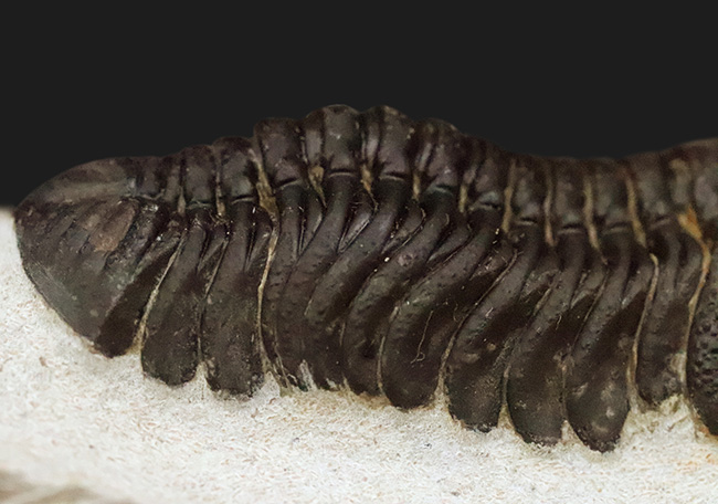 モロッコ産・高品質三葉虫シリーズ！複眼レンズまで完全保存された、ペディノパリオプス（Pedinopariops）の極上標本（その6）