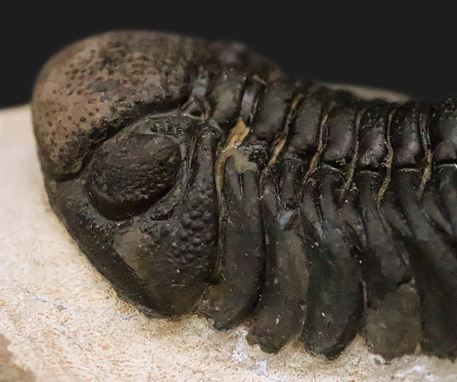 モロッコ産・高品質三葉虫シリーズ！複眼レンズまで完全保存された、ペディノパリオプス（Pedinopariops）の極上標本（その7）
