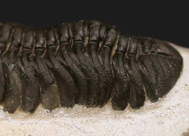 モロッコ産・高品質三葉虫シリーズ！複眼レンズまで完全保存された、ペディノパリオプス（Pedinopariops）の極上標本（その8）