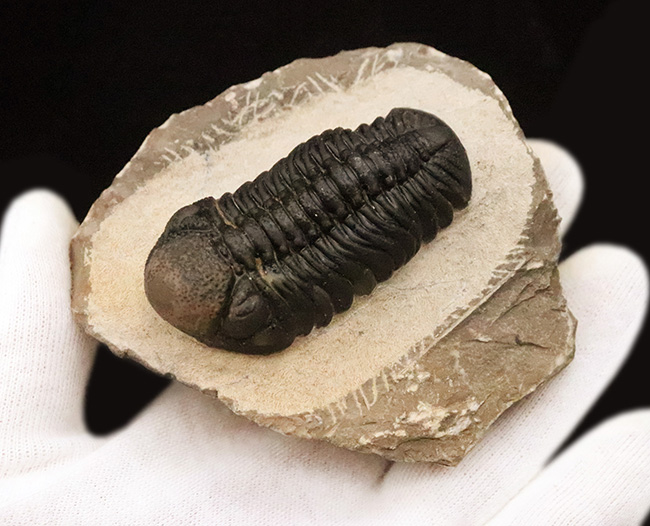 モロッコ産・高品質三葉虫シリーズ！複眼レンズまで完全保存された、ペディノパリオプス（Pedinopariops）の極上標本（その9）