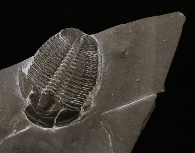約5億年前・カンブリア紀の定番三葉虫、米国ユタ州産エルラシア・キンギ（Elrathia kingii）……自由頬が残存した大きめ個体（その1）