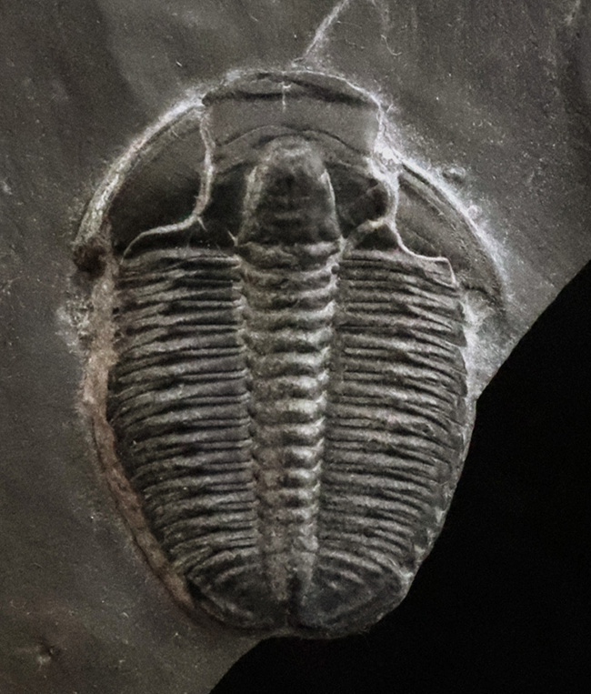 約5億年前・カンブリア紀の定番三葉虫、米国ユタ州産エルラシア・キンギ（Elrathia kingii）……自由頬が残存した大きめ個体（その2）
