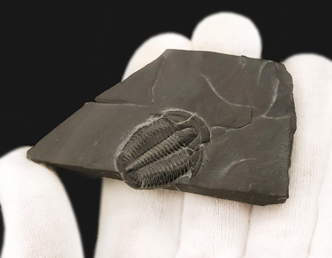 約5億年前・カンブリア紀の定番三葉虫、米国ユタ州産エルラシア・キンギ（Elrathia kingii）……自由頬が残存した大きめ個体（その3）