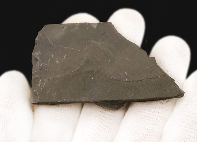 約5億年前・カンブリア紀の定番三葉虫、米国ユタ州産エルラシア・キンギ（Elrathia kingii）……自由頬が残存した大きめ個体（その4）
