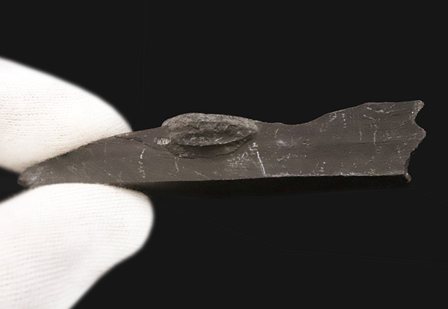 約5億年前・カンブリア紀の定番三葉虫、米国ユタ州産エルラシア・キンギ（Elrathia kingii）……自由頬が残存した大きめ個体（その5）