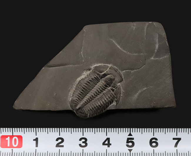 約5億年前・カンブリア紀の定番三葉虫、米国ユタ州産エルラシア・キンギ（Elrathia kingii）……自由頬が残存した大きめ個体（その6）