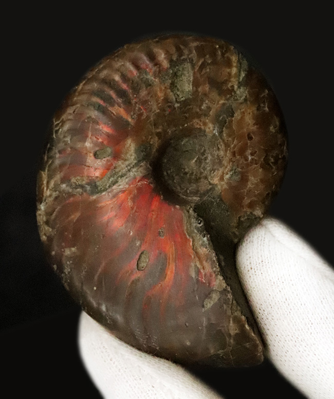 恐竜時代、マダガスカルの白亜紀の地層から採集された、遊色アンモナイト、クレオニセラス（Cleoniceras）（その2）