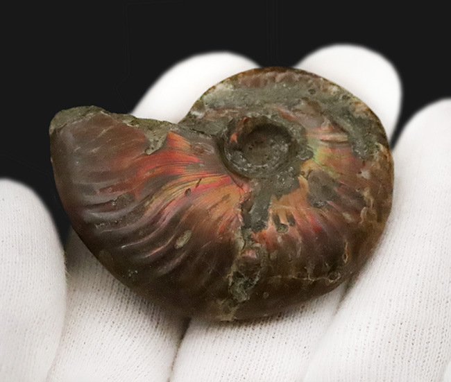 恐竜時代、マダガスカルの白亜紀の地層から採集された、遊色アンモナイト、クレオニセラス（Cleoniceras）（その4）