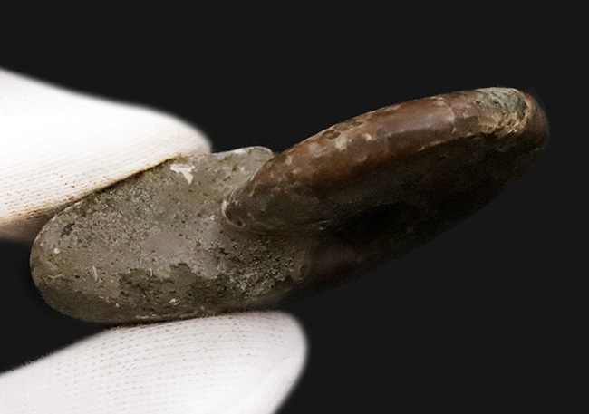 恐竜時代、マダガスカルの白亜紀の地層から採集された、遊色アンモナイト、クレオニセラス（Cleoniceras）（その5）