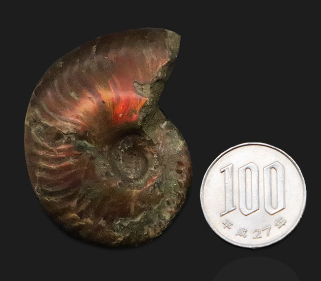 恐竜時代、マダガスカルの白亜紀の地層から採集された、遊色アンモナイト、クレオニセラス（Cleoniceras）（その7）