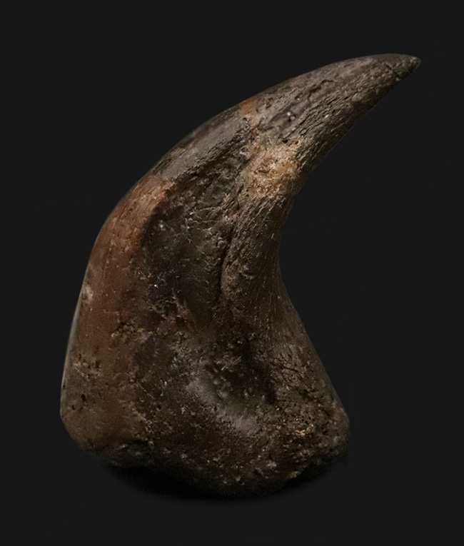 社史に残る1本！歴代トップクラス、いや、トップといって良い。極めて希少なディノニクス（Deinonychus）のフットクロウ化石（その1）
