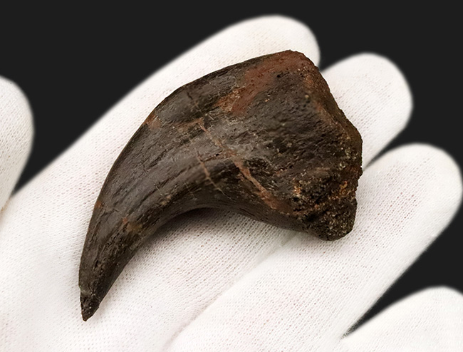 社史に残る1本！歴代トップクラス、いや、トップといって良い。極めて希少なディノニクス（Deinonychus）のフットクロウ化石（その10）