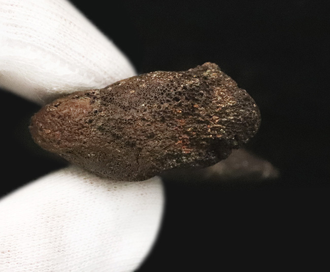 社史に残る1本！歴代トップクラス、いや、トップといって良い。極めて希少なディノニクス（Deinonychus）のフットクロウ化石（その11）