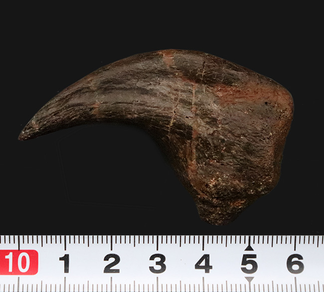 社史に残る1本！歴代トップクラス、いや、トップといって良い。極めて希少なディノニクス（Deinonychus）のフットクロウ化石（その12）