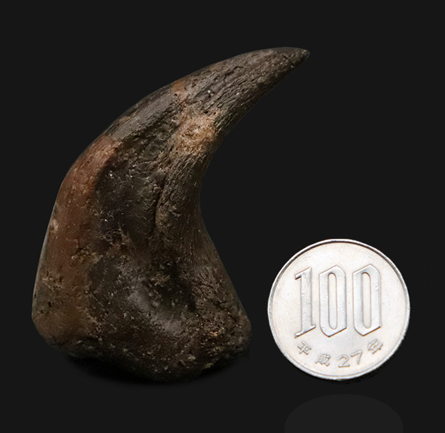 社史に残る1本！歴代トップクラス、いや、トップといって良い。極めて希少なディノニクス（Deinonychus）のフットクロウ化石（その13）