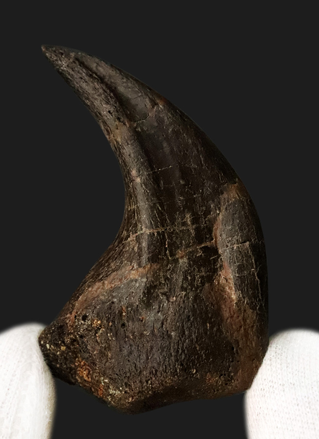 社史に残る1本！歴代トップクラス、いや、トップといって良い。極めて希少なディノニクス（Deinonychus）のフットクロウ化石（その2）