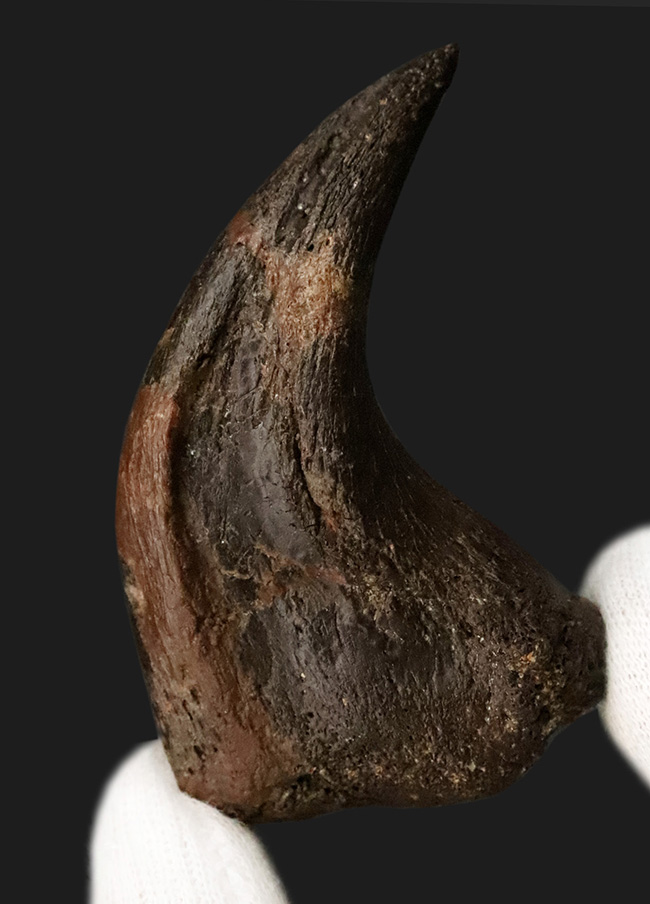 社史に残る1本！歴代トップクラス、いや、トップといって良い。極めて希少なディノニクス（Deinonychus）のフットクロウ化石（その3）