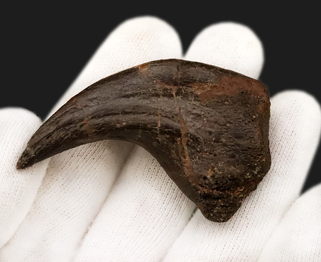 社史に残る1本！歴代トップクラス、いや、トップといって良い。極めて希少なディノニクス（Deinonychus）のフットクロウ化石（その4）