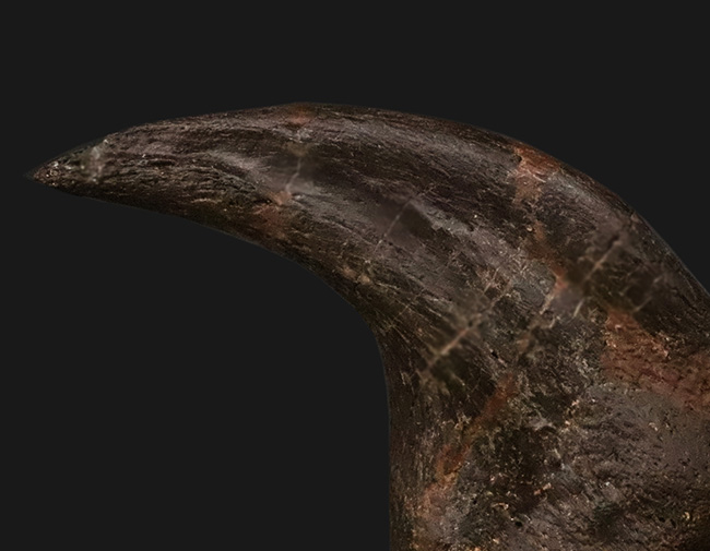 社史に残る1本！歴代トップクラス、いや、トップといって良い。極めて希少なディノニクス（Deinonychus）のフットクロウ化石（その5）