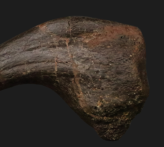 社史に残る1本！歴代トップクラス、いや、トップといって良い。極めて希少なディノニクス（Deinonychus）のフットクロウ化石（その6）