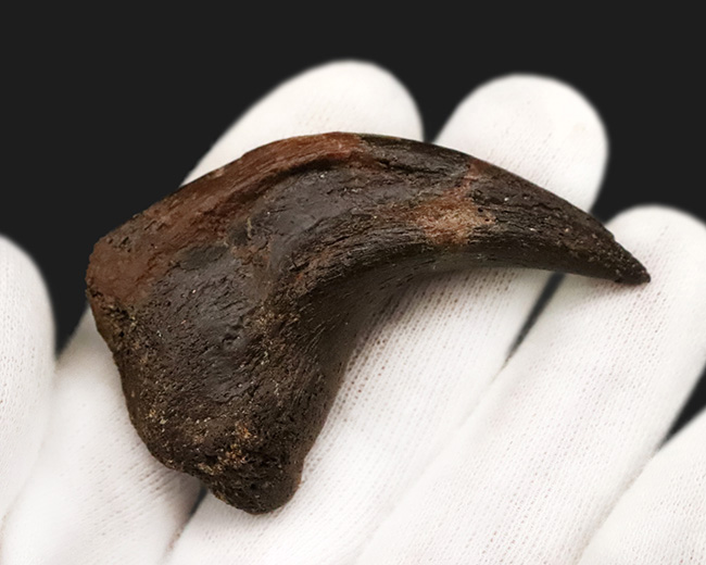 社史に残る1本！歴代トップクラス、いや、トップといって良い。極めて希少なディノニクス（Deinonychus）のフットクロウ化石（その7）