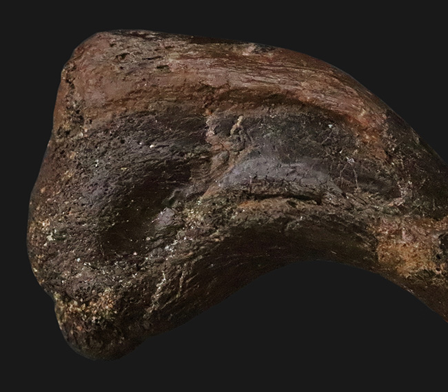 社史に残る1本！歴代トップクラス、いや、トップといって良い。極めて希少なディノニクス（Deinonychus）のフットクロウ化石（その8）
