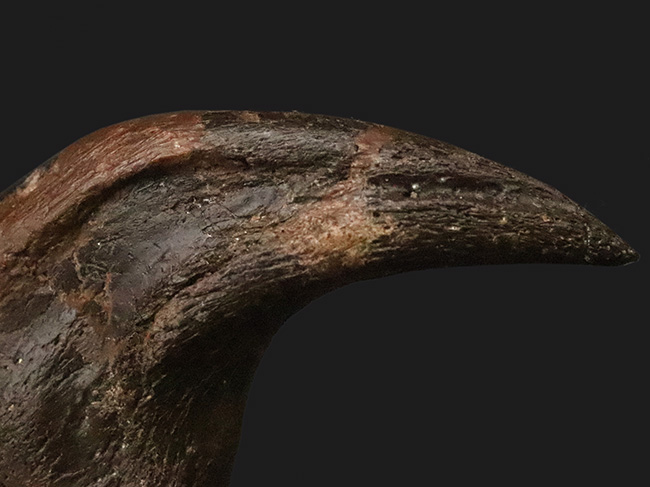 社史に残る1本！歴代トップクラス、いや、トップといって良い。極めて希少なディノニクス（Deinonychus）のフットクロウ化石（その9）
