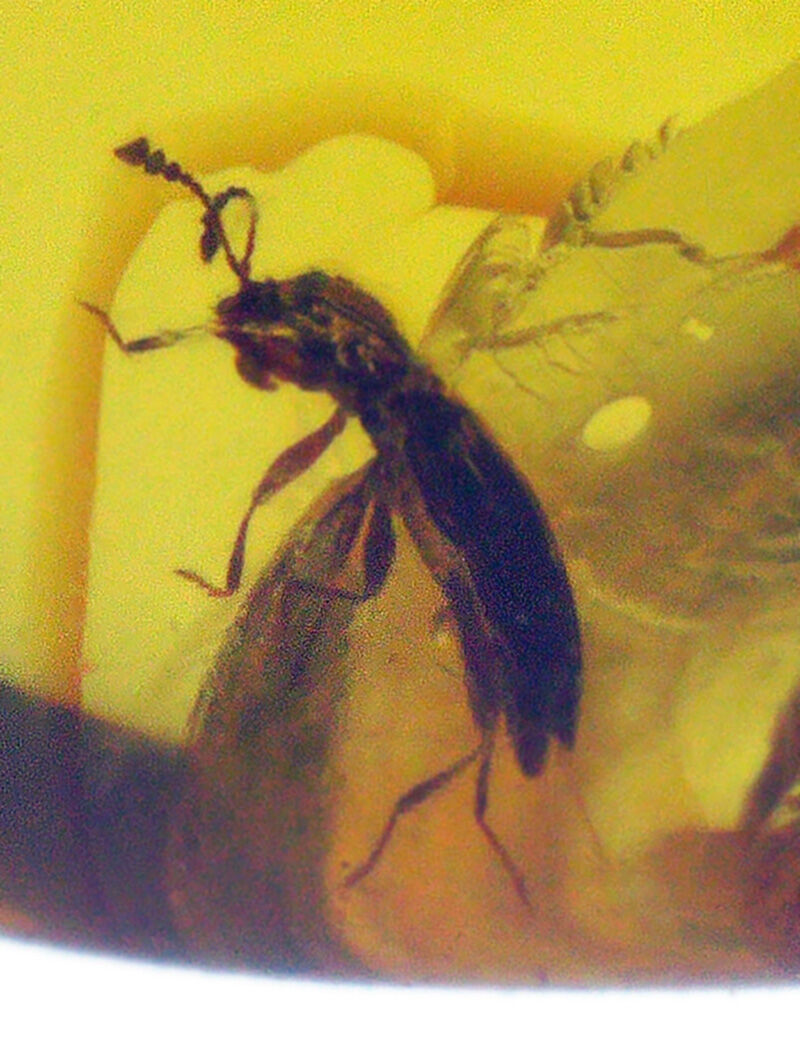 触角の先まで1億年前のまま。クリアに澄み渡る白亜紀のタイムカプセル、美しき琥珀バーマイト（Burmite）（その3）