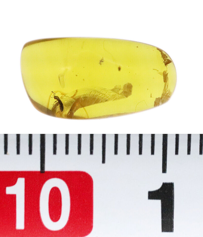 触角の先まで1億年前のまま。クリアに澄み渡る白亜紀のタイムカプセル、美しき琥珀バーマイト（Burmite）（その6）