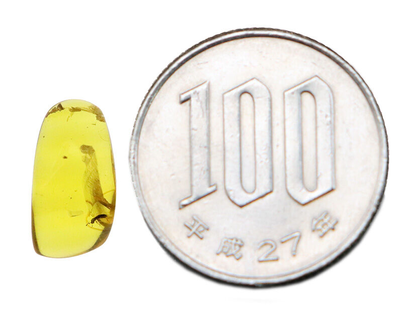 触角の先まで1億年前のまま。クリアに澄み渡る白亜紀のタイムカプセル、美しき琥珀バーマイト（Burmite）（その7）