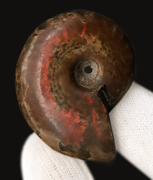 マダガスカルを代表するアンモナイト、クレオニセラス（Cleoniceras）の遊色標本。縫合線も確認できる、情報量の多い個体（その1）