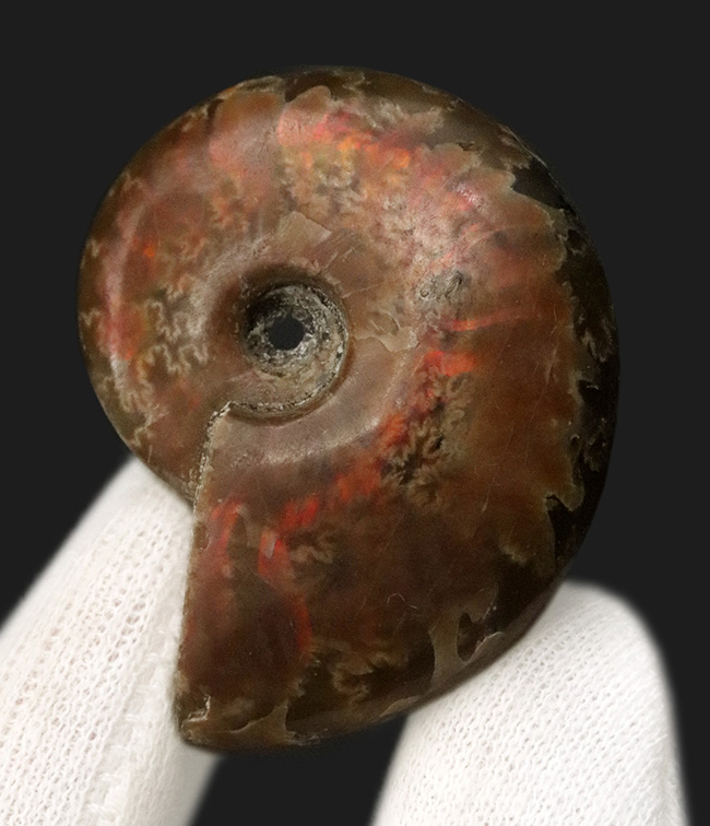 マダガスカルを代表するアンモナイト、クレオニセラス（Cleoniceras）の遊色標本。縫合線も確認できる、情報量の多い個体（その2）