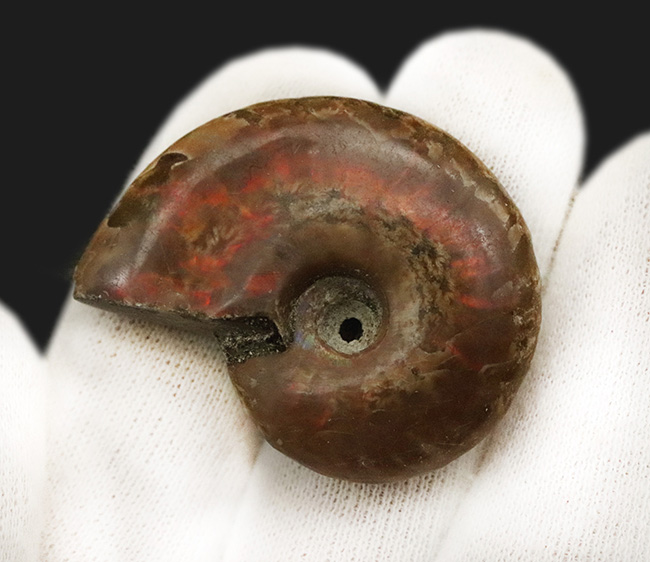 マダガスカルを代表するアンモナイト、クレオニセラス（Cleoniceras）の遊色標本。縫合線も確認できる、情報量の多い個体（その3）