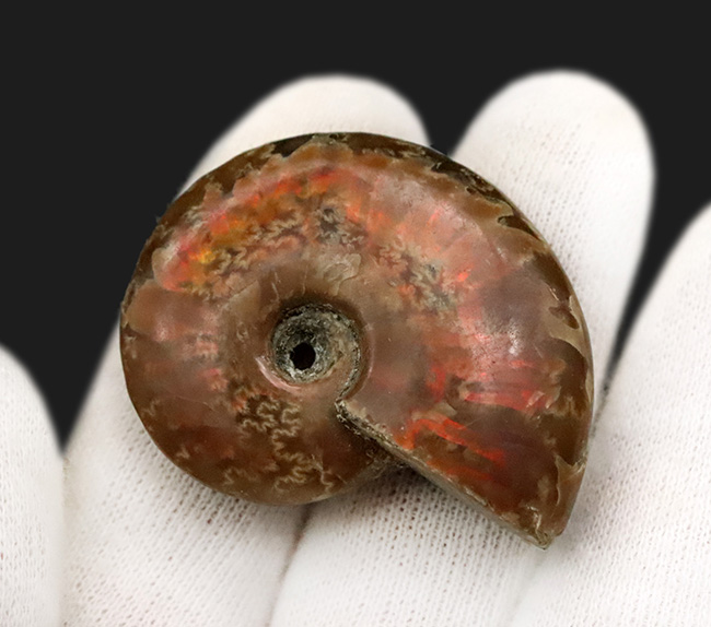 マダガスカルを代表するアンモナイト、クレオニセラス（Cleoniceras）の遊色標本。縫合線も確認できる、情報量の多い個体（その4）