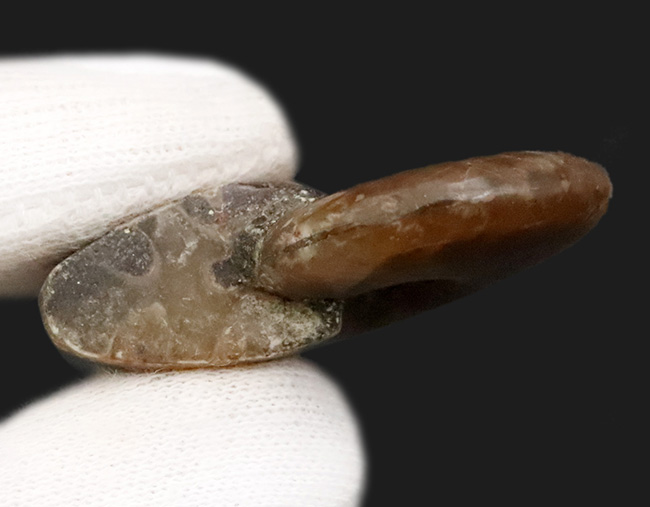 マダガスカルを代表するアンモナイト、クレオニセラス（Cleoniceras）の遊色標本。縫合線も確認できる、情報量の多い個体（その5）