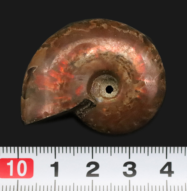 マダガスカルを代表するアンモナイト、クレオニセラス（Cleoniceras）の遊色標本。縫合線も確認できる、情報量の多い個体（その6）