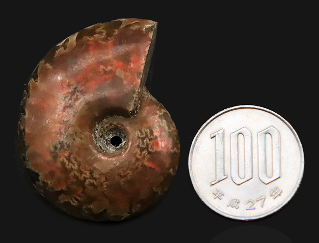 マダガスカルを代表するアンモナイト、クレオニセラス（Cleoniceras）の遊色標本。縫合線も確認できる、情報量の多い個体（その7）